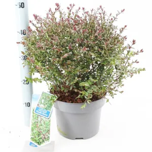 Lonicera nitida Garden Cloud Purple Storm 23cm Pot 40cm Shrub Plant