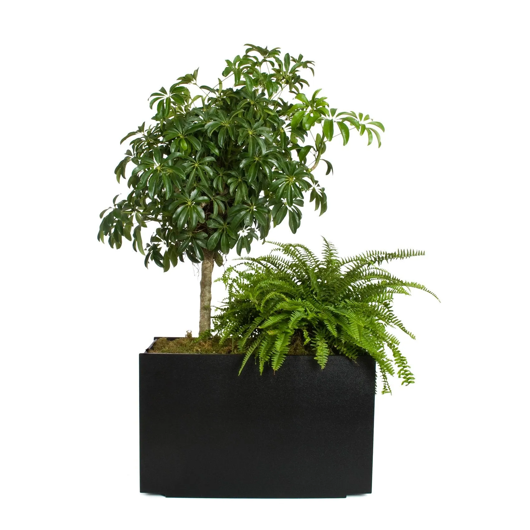 Mondo Double Planter (28 Gallon)